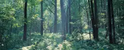 Forêt de Broome - affiche foret