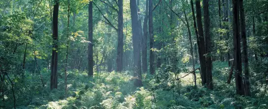 Forêt de Broome - affiche foret