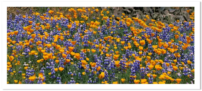 Lupins de brousse - affiche fleurs