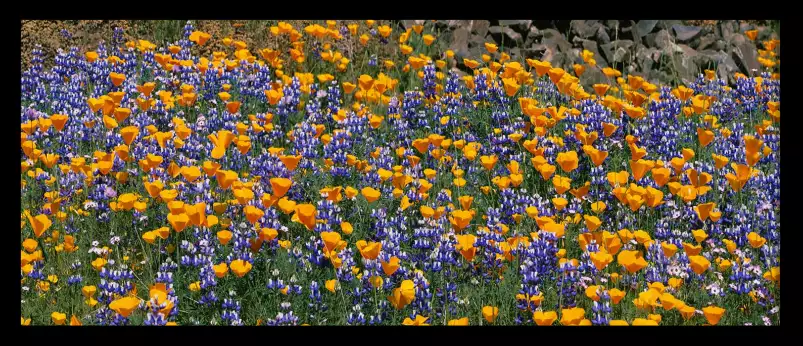 Lupins de brousse - affiche fleurs