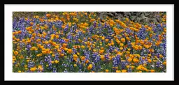 Lupins de brousse - affiche fleurs