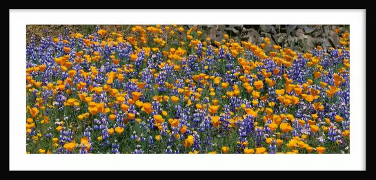 Lupins de brousse - affiche fleurs