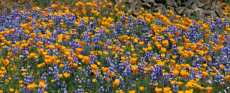 Lupins de brousse - affiche fleurs