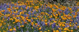 Lupins de brousse - affiche fleurs