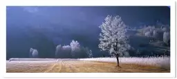 Arbre givré dans le Tyrol - tableau nature