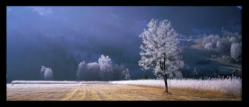 Arbre givré dans le Tyrol - tableau nature