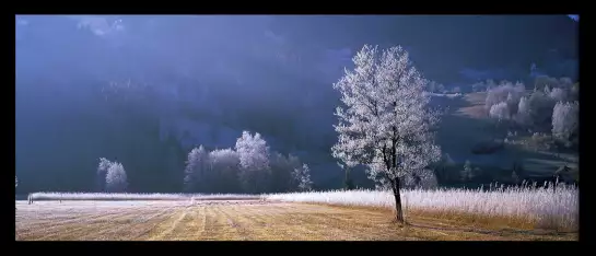 Arbre givré dans le Tyrol - tableau nature