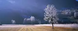 Arbre givré dans le Tyrol - tableau nature