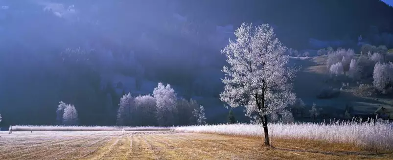 Arbre givré dans le Tyrol - tableau nature