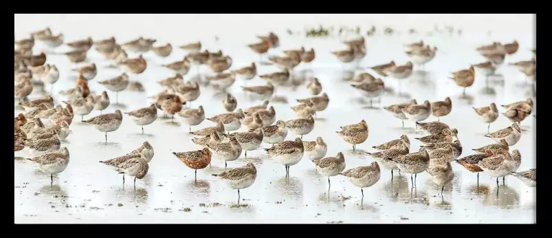 Becasses en alaska - affiche oiseaux