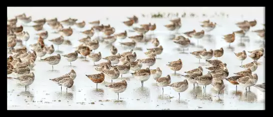 Becasses en alaska - affiche oiseaux