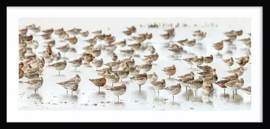 Becasses en alaska - affiche oiseaux