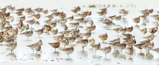 Becasses en alaska - affiche oiseaux