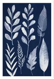 Essai Cyanotype - poster plante