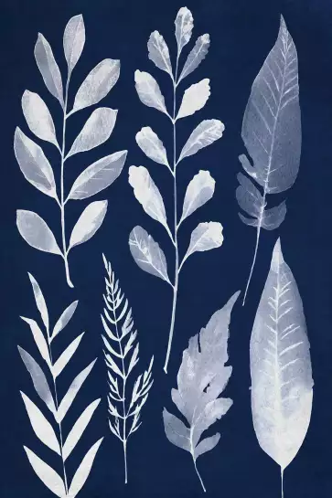 Essai Cyanotype - poster plante