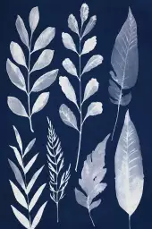 Essai Cyanotype - poster plante