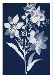 Bouquet cyanotype - affiche fleurs