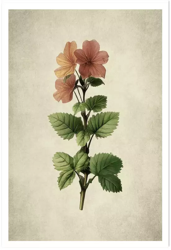 Phymosia - affiche de fleurs