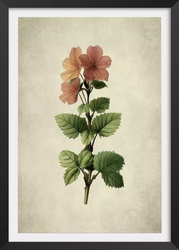 Phymosia - affiche de fleurs