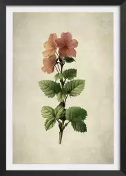 Phymosia - affiche de fleurs