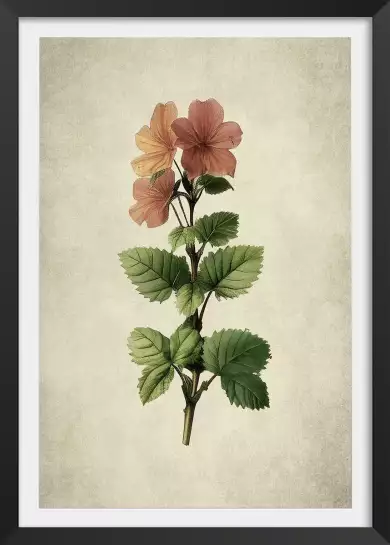 Phymosia - affiche de fleurs