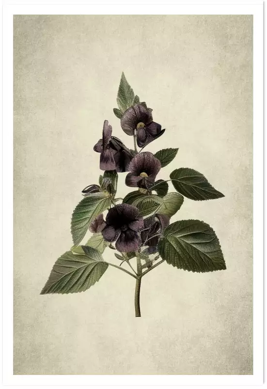 Violette en branche - affiche de fleurs