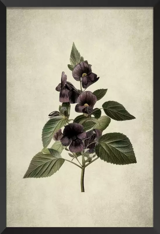 Violette en branche - affiche de fleurs