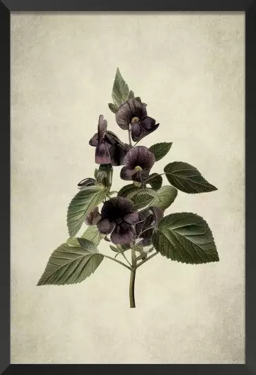 Violette en branche - affiche de fleurs