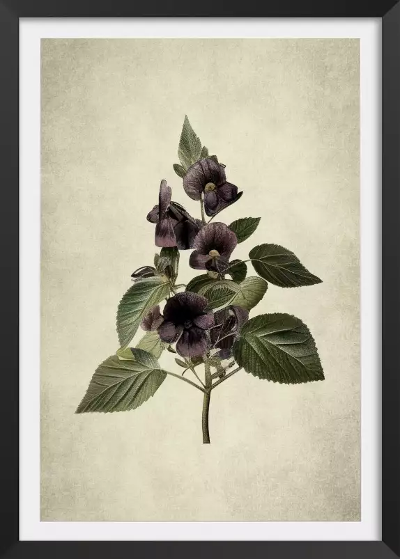 Violette en branche - affiche de fleurs