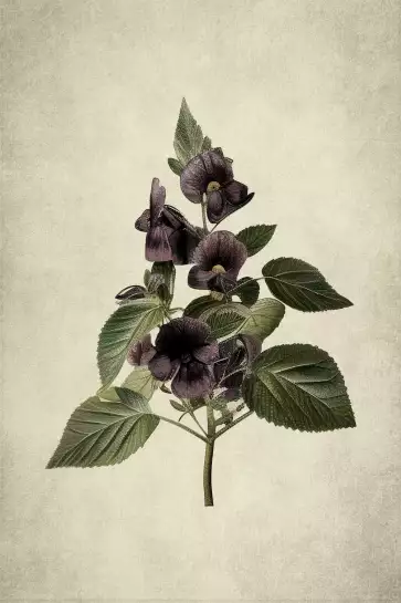 Violette en branche - affiche de fleurs