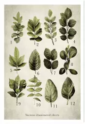 Variétés lumière - poster plante