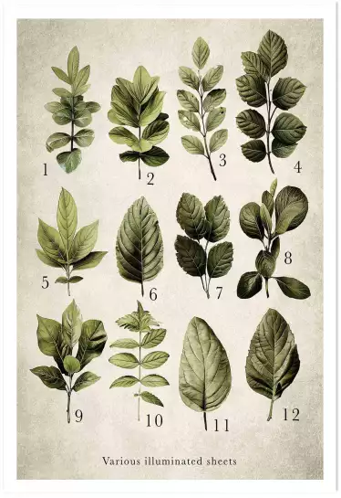 Variétés lumière - poster plante