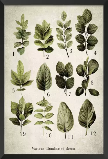 Variétés lumière - poster plante