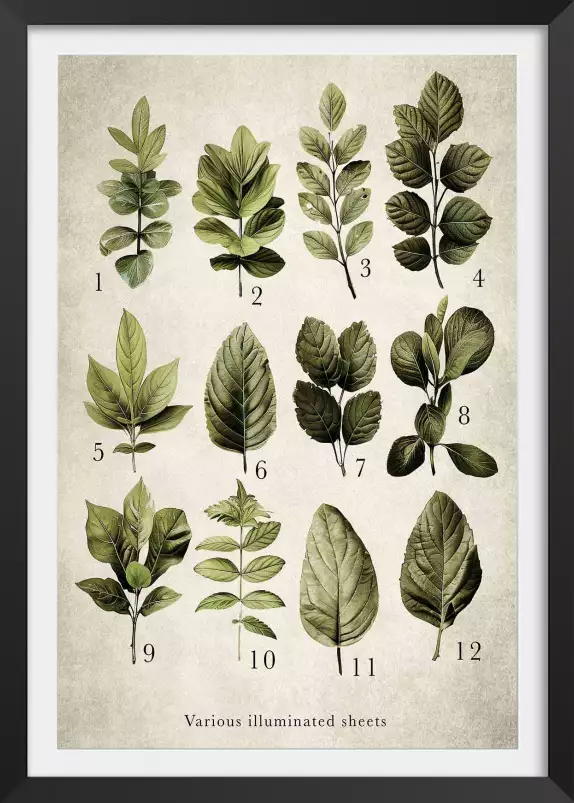 Variétés lumière - poster plante