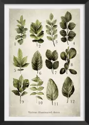 Variétés lumière - poster plante