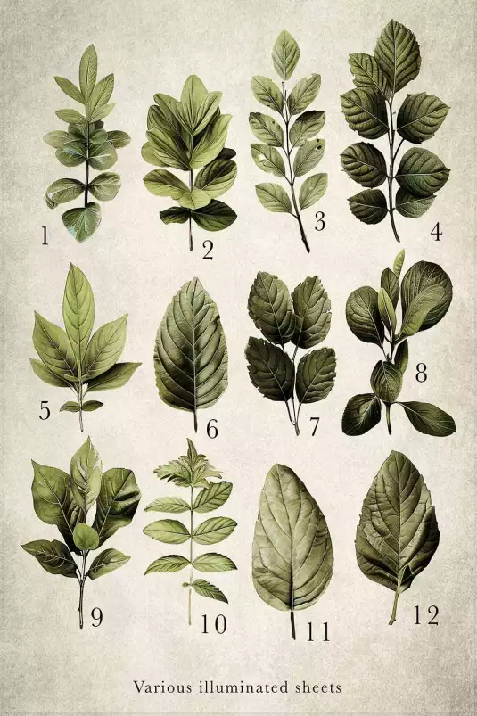 Variétés lumière - poster plante