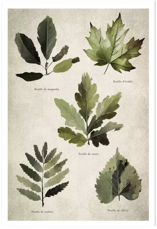 Essai feuilles d'arbre européen - poster plante