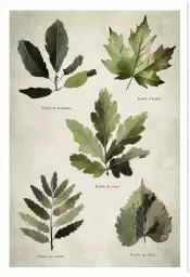 Essai feuilles d'arbre européen - poster plante