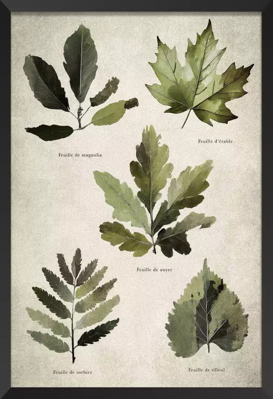 Essai feuilles d'arbre européen - poster plante