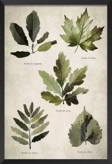 Essai feuilles d'arbre européen - poster plante