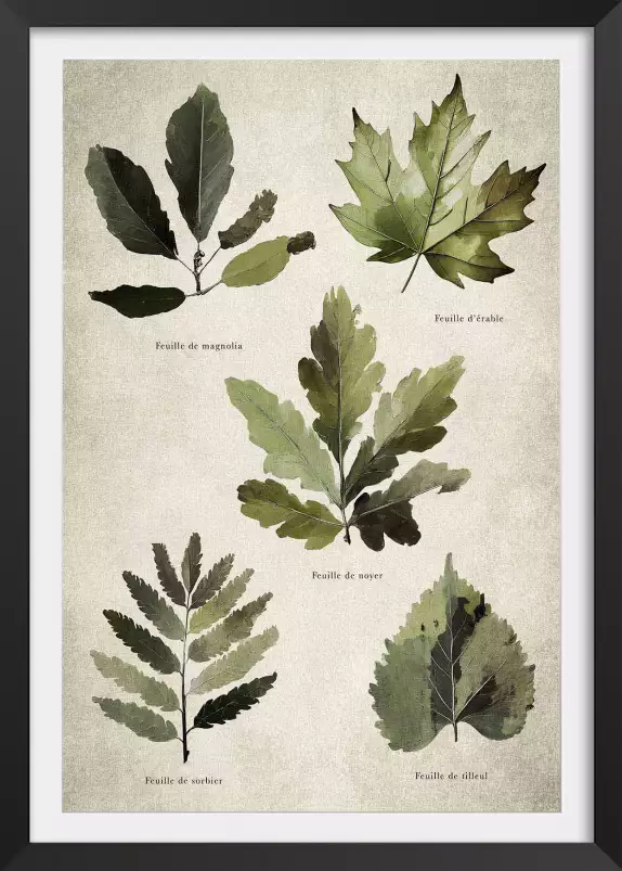 Essai feuilles d'arbre européen - poster plante