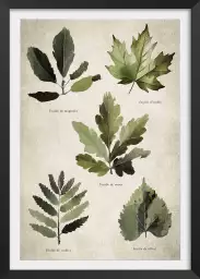 Essai feuilles d'arbre européen - poster plante