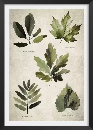 Essai feuilles d'arbre européen - poster plante