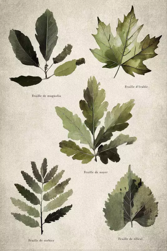 Essai feuilles d'arbre européen - poster plante