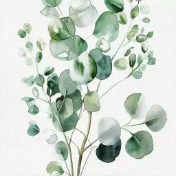 Aquarelle et eucalyptus - poster plante