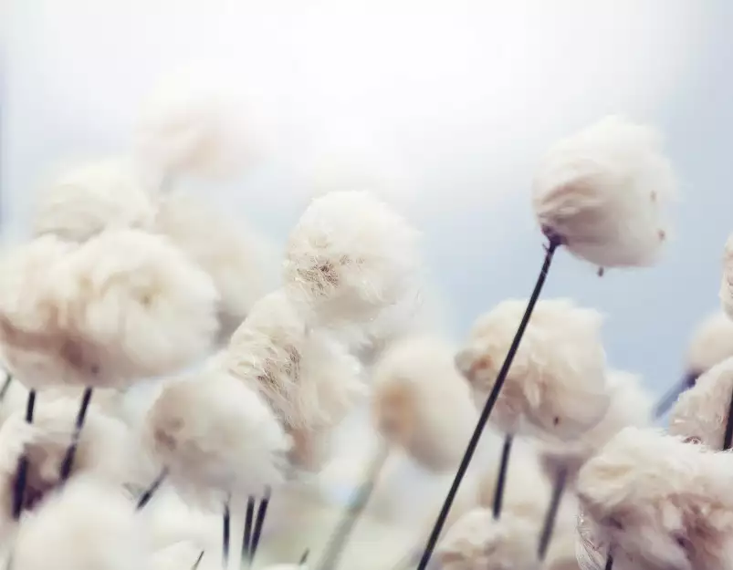 Fleurs de coton au vent - fond de hotte décoratif