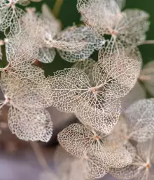 Feuilles séchées - Fond de hotte nature et paysage