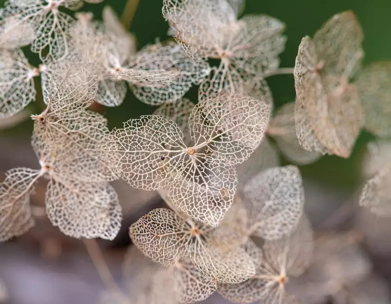 Feuilles séchées - Fond de hotte nature et paysage