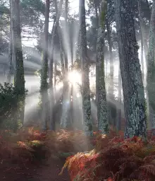 Forêt landaise - fond de hotte cuisine