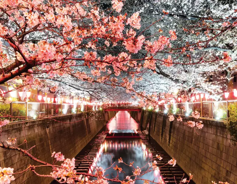 Cerisiers du Japon - fond de hotte cuisine